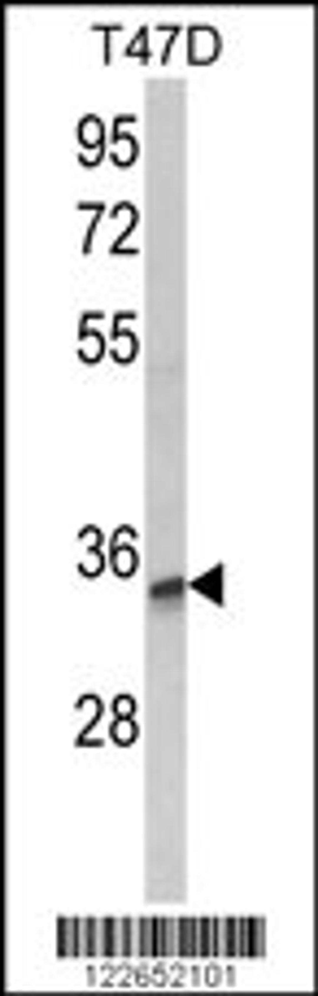 Western blot analysis of TSPAN12 Antibody in T47D cell line lysates (35ug/lane)