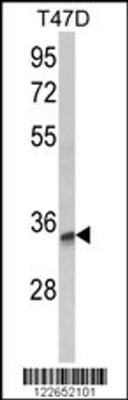 Western blot analysis of TSPAN12 Antibody in T47D cell line lysates (35ug/lane)