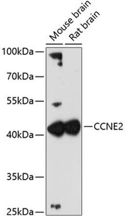 Western blot - CCNE2 antibody (A4272)