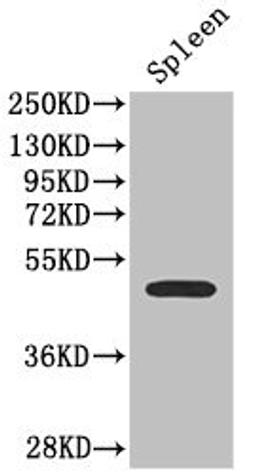 Western Blot. Positive WB detected in: Mouse spleen tissue. All lanes: SSTR2 antibody at 2.7ug/ml. Secondary. Goat polyclonal to rabbit IgG at 1/50000 dilution. Predicted band size: 42, 41 kDa. Observed band size: 42 kDa. 