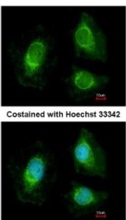 Immunocytochemistry/Immunofluorescence: RRP4 Antibody [NBP2-20235] - Analysis of paraformaldehyde-fixed HeLa, using antibody at 1:200 dilution.