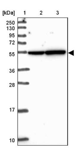 Western Blot: C7orf55-LUC7L2 Antibody [NBP2-33621] - Lane 1: Marker [kDa] 250, 130, 95, 72, 55, 36, 28, 17, 10<br/>Lane 2: Human cell line RT-4<br/>Lane 3: Human cell line U-251MG sp