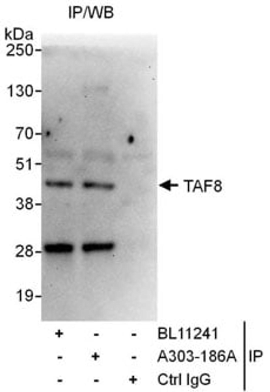 Detection of human TAF8 by western blot of immunoprecipitates.