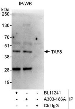 Detection of human TAF8 by western blot of immunoprecipitates.