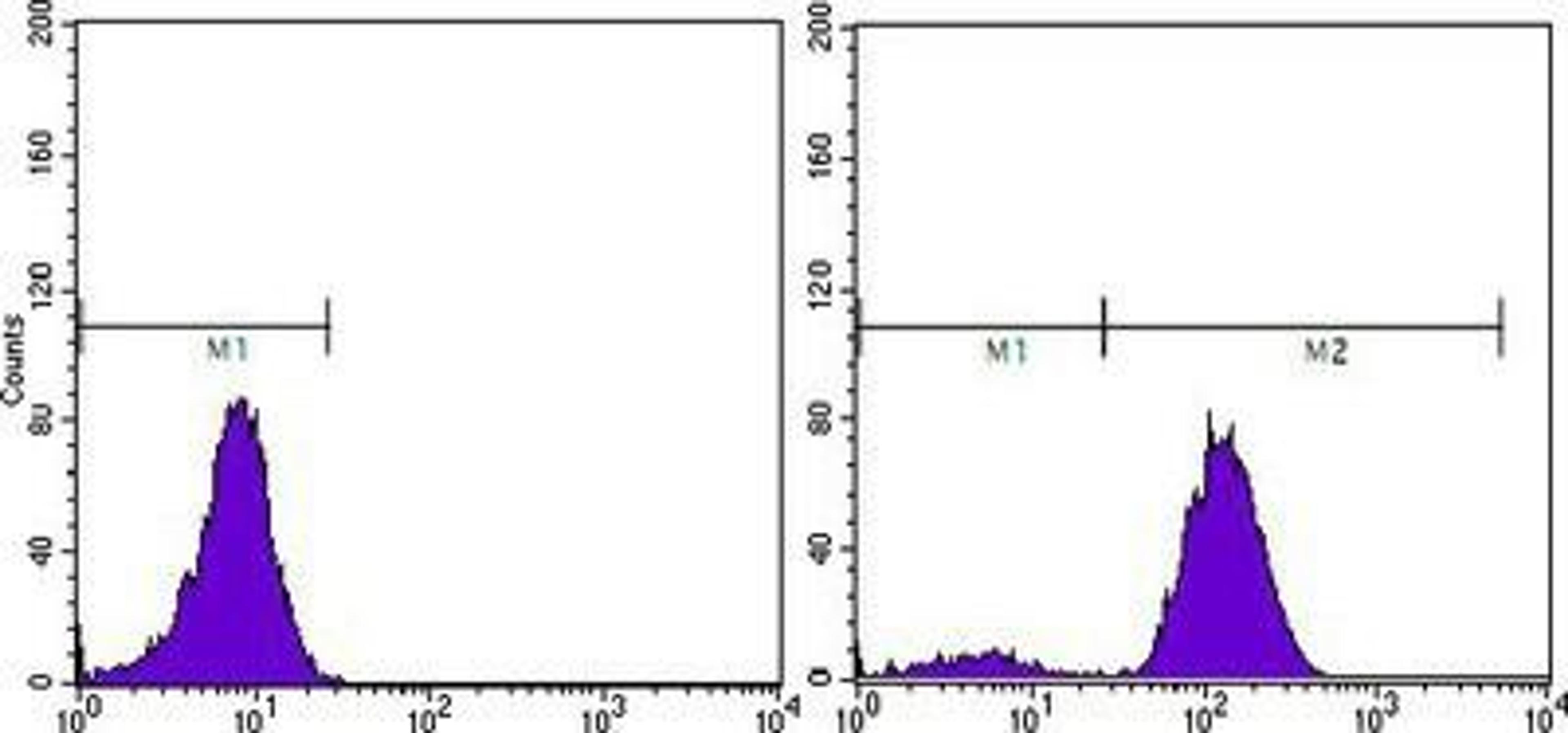 Flow Cytometry: Prostate Specific Antigen Antibody (5A11E9) [NBP1-51541] - Flow cytometric analysis of PC-3 cells using Prostate Specific Antigen mouse mAb (right) and negative control (left).