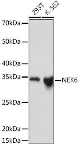 Western blot - NEK6 Rabbit mAb (A3536)