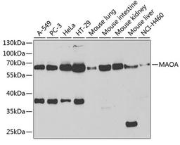 Western blot - MAOA antibody (A1354)