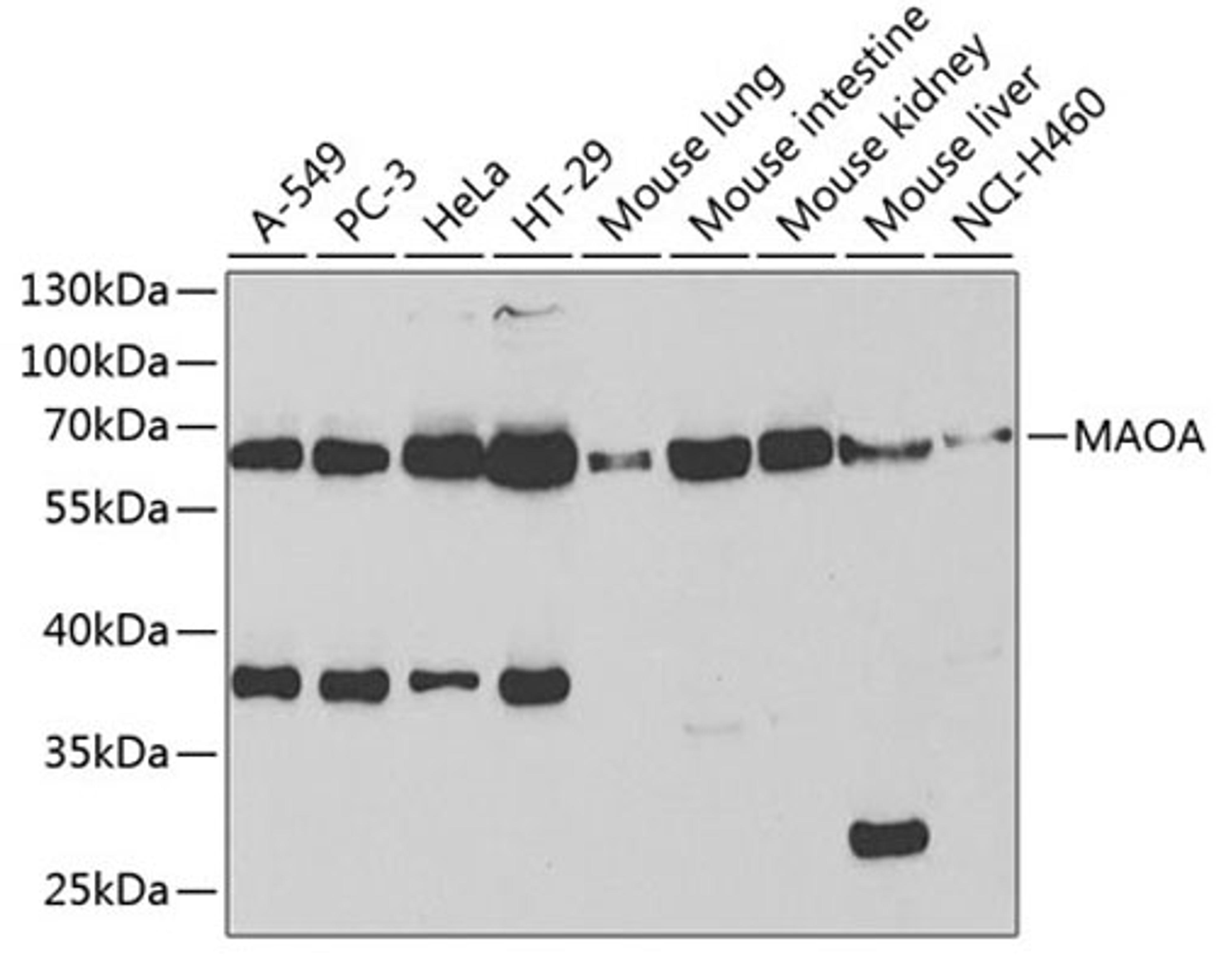 Western blot - MAOA antibody (A1354)