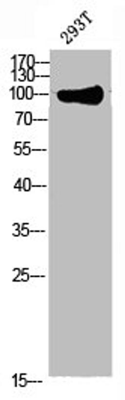 Western blot analysis of 293T lysate, antibody was diluted at 1000. Secondary antibody was diluted at 1:20000