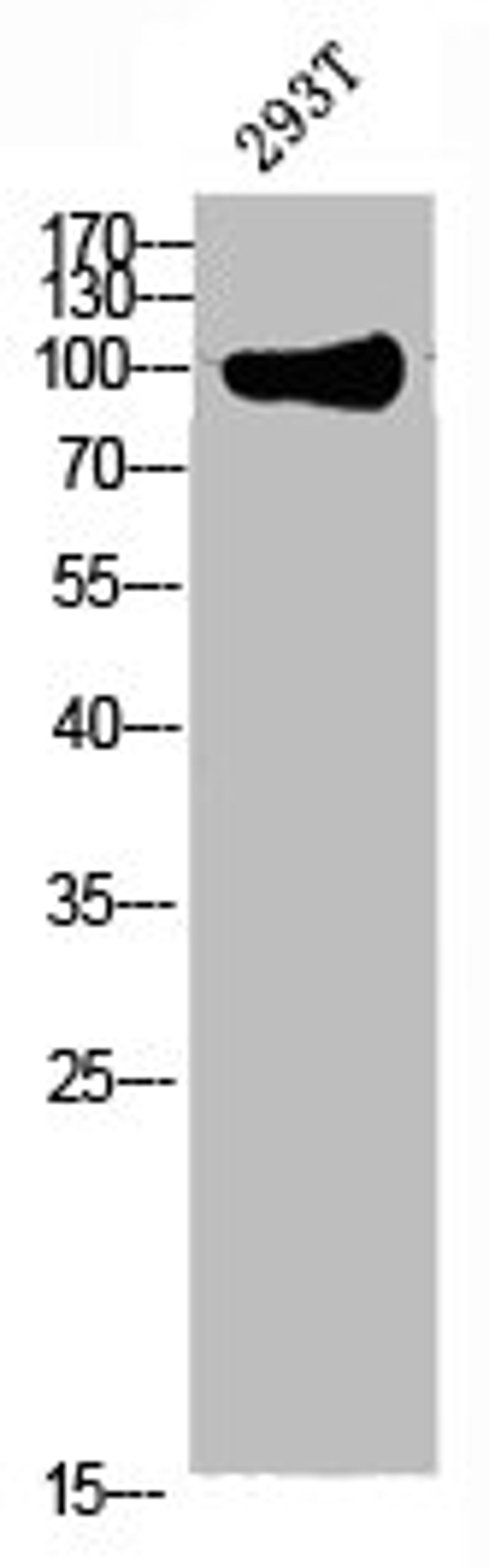 Western blot analysis of 293T lysate, antibody was diluted at 1000. Secondary antibody was diluted at 1:20000