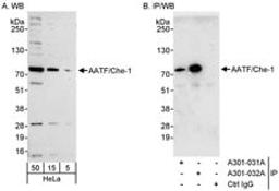 Detection of human AATF/Che-1 by western blot and immunoprecipitation.