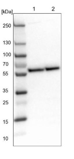 Western Blot: CROP Antibody [NBP1-88053] - Lane 1: NIH-3T3 cell lysate (Mouse embryonic fibroblast cells)<br/>Lane 2: NBT-II cell lysate (Rat Wistar bladder tumour cells)