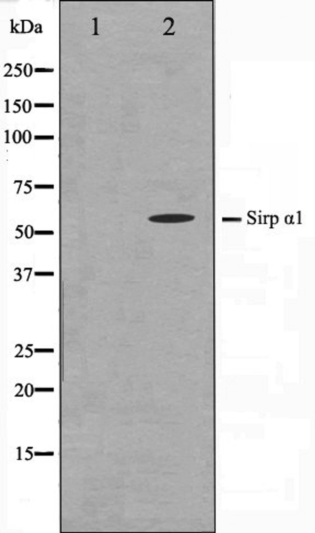 Western blot analysis of HepG2 cell lysate using SHPS1 antibody