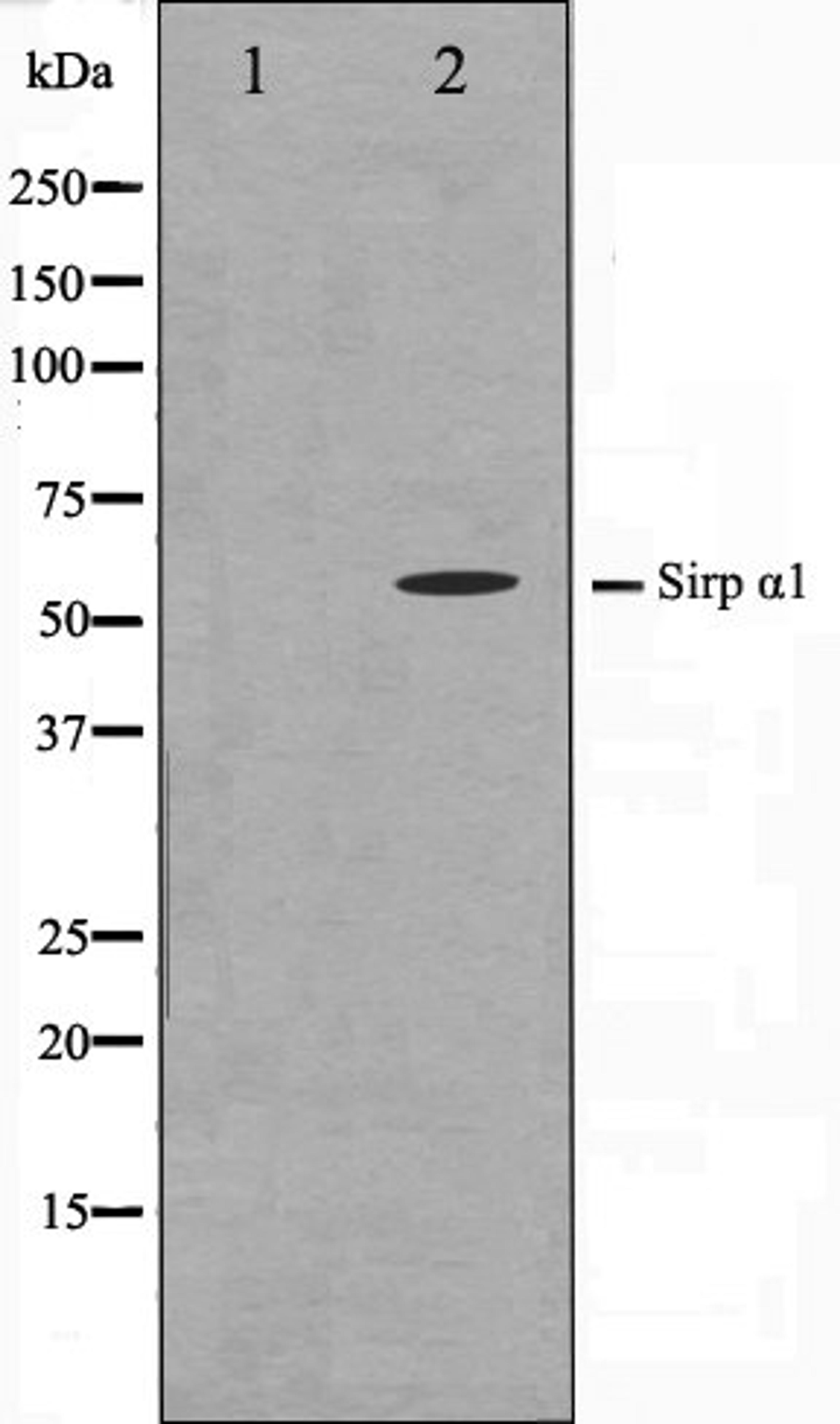 Western blot analysis of HepG2 cell lysate using SHPS1 antibody