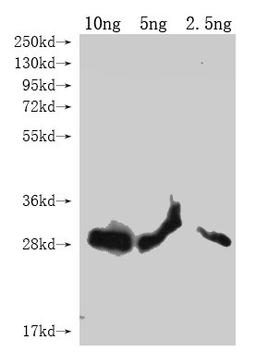 Western Blot. Positive WB detected in Recombinant protein. All lanes: lptE antibody at 1:2000. Secondary. Goat polyclonal to rabbit IgG at 1/50000 dilution. Predicted band size: 23.5 kDa. Observed band size: 26 kDa. 