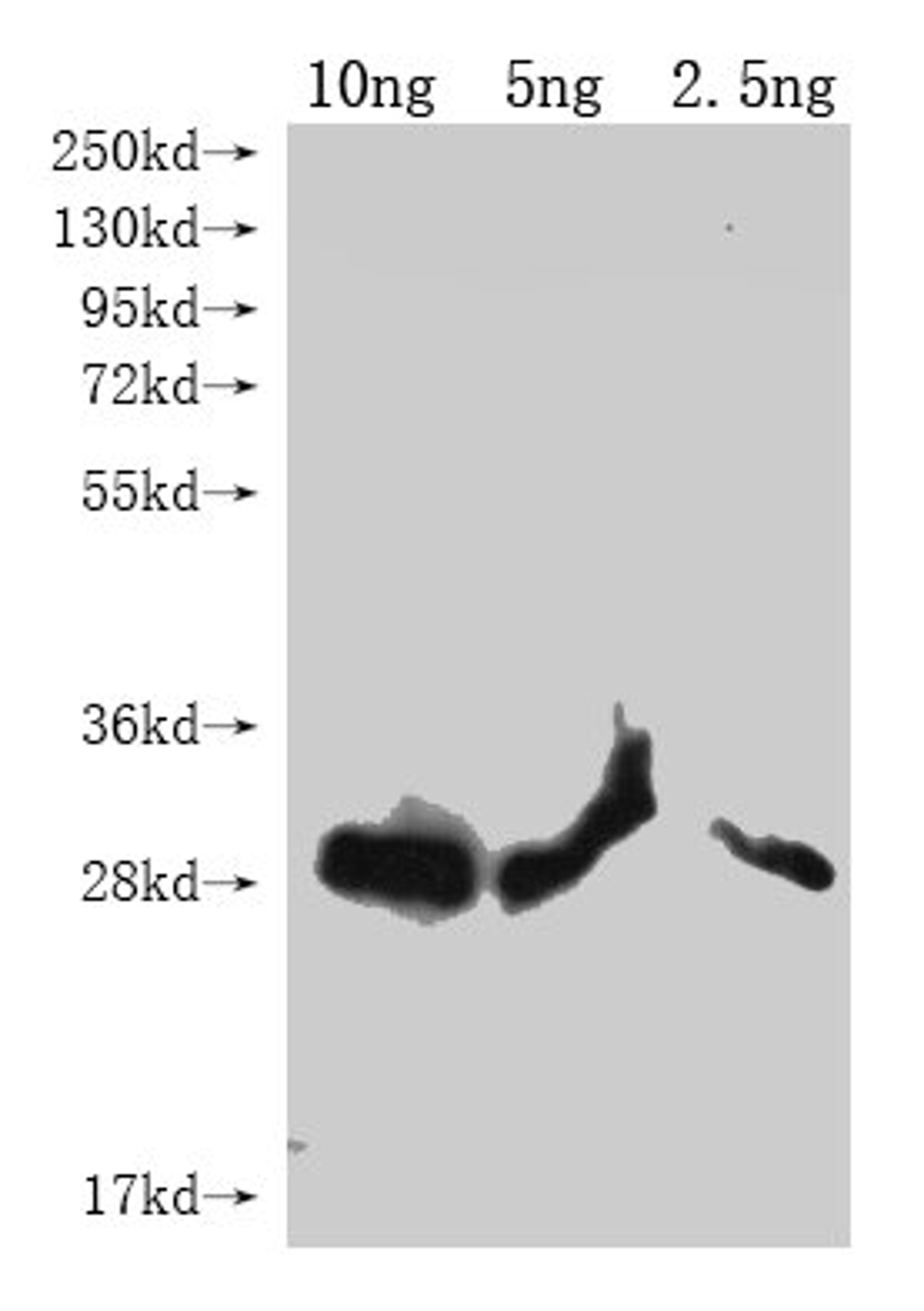 Western Blot. Positive WB detected in Recombinant protein. All lanes: lptE antibody at 1:2000. Secondary. Goat polyclonal to rabbit IgG at 1/50000 dilution. Predicted band size: 23.5 kDa. Observed band size: 26 kDa. 