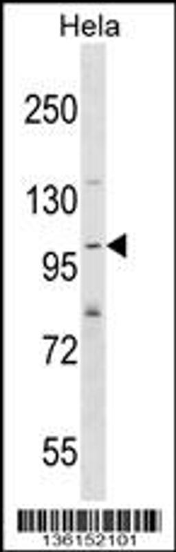 Western blot analysis in Hela cell line lysates (35ug/lane).