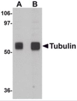 Western blot analysis of Tubulin in rat brain tissue lysate with Tubulin antibody at (A) 0.5 and (B) 1 &#956;g/mL.