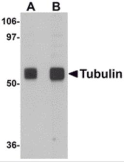 Western blot analysis of Tubulin in rat brain tissue lysate with Tubulin antibody at (A) 0.5 and (B) 1 μg/mL.