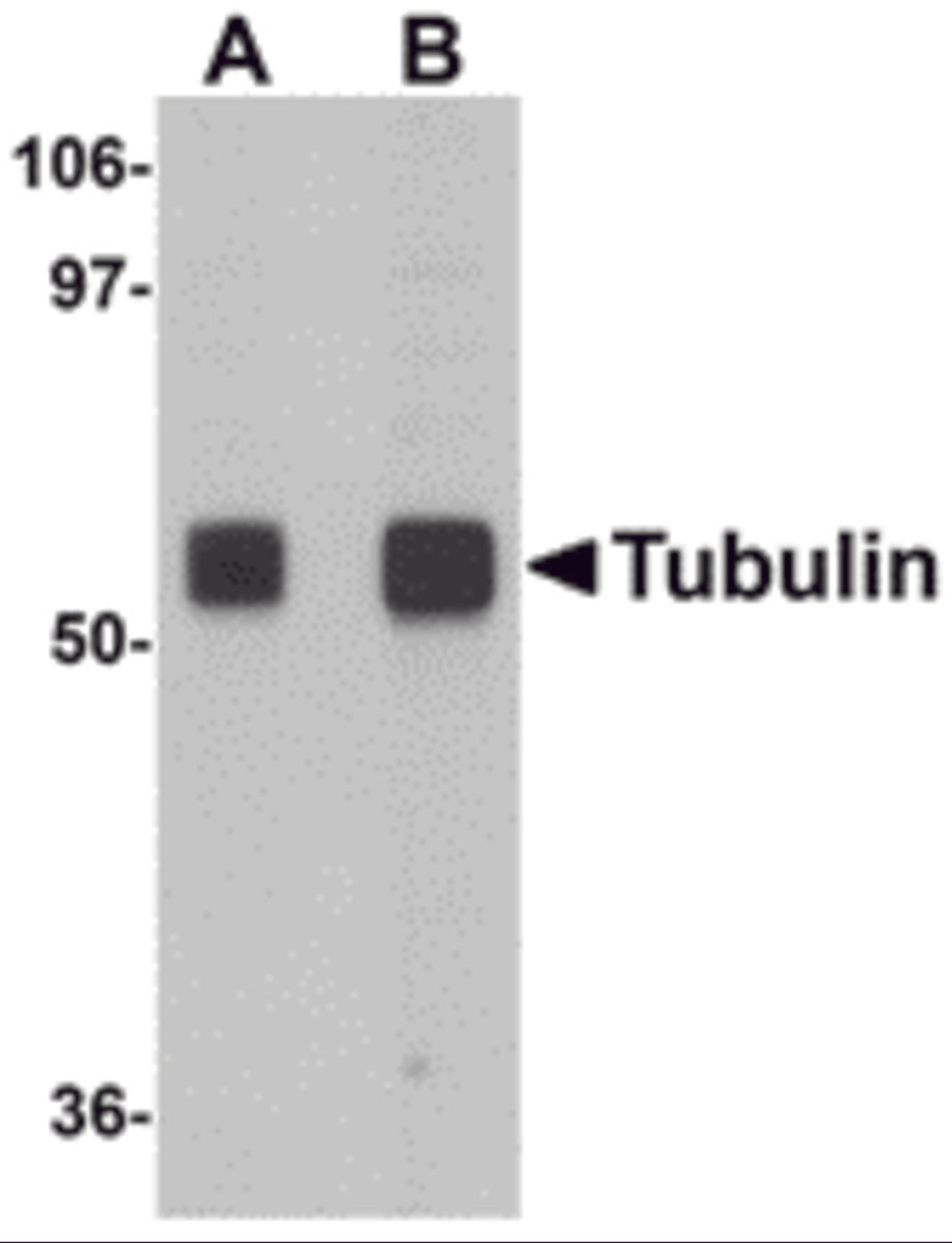 Western blot analysis of Tubulin in rat brain tissue lysate with Tubulin antibody at (A) 0.5 and (B) 1 μg/mL.