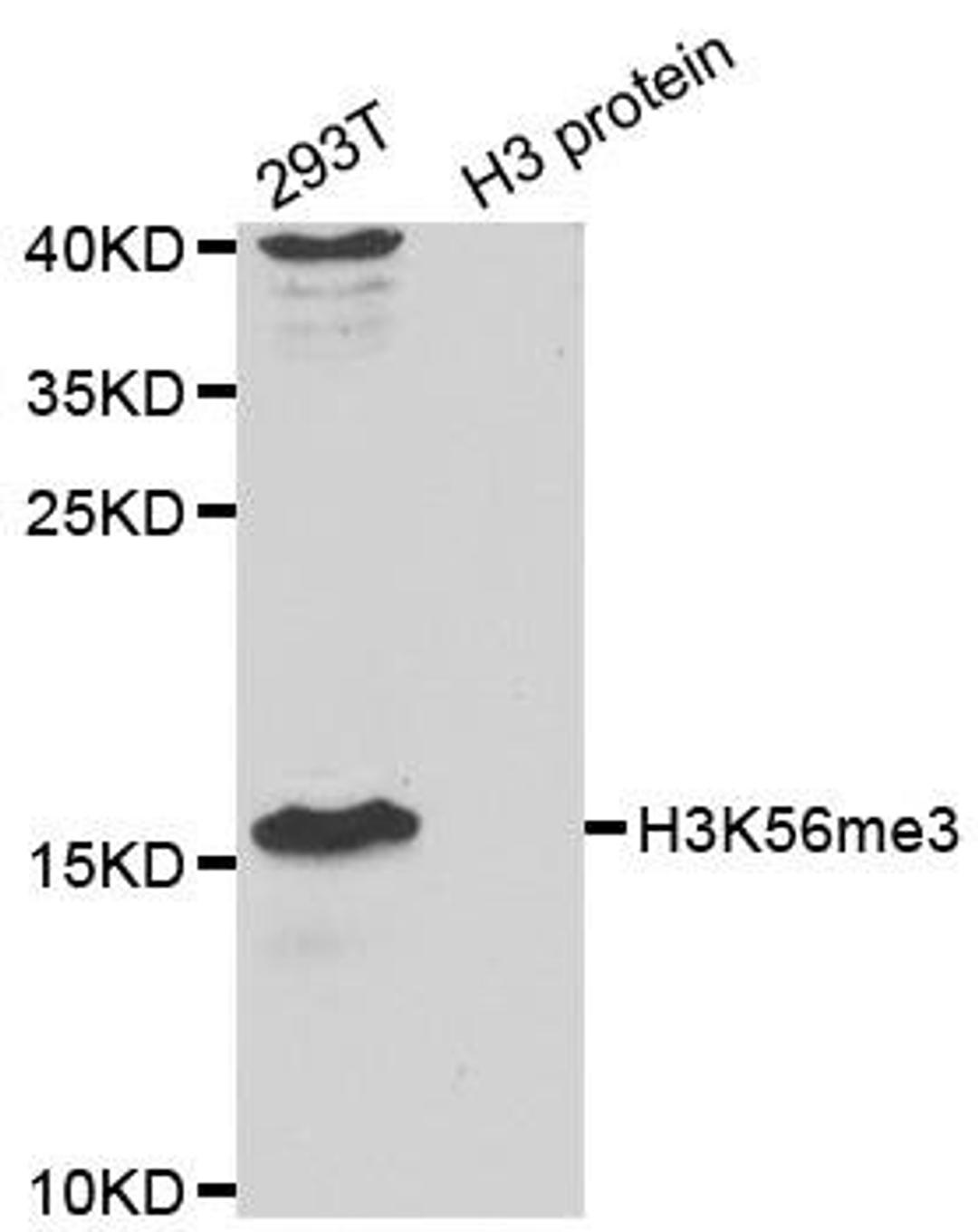 Western blot analysis of extracts of 293T cell line and H3 protein expressed in E.coli. using TriMethyl-Histone H3-K56 antibody