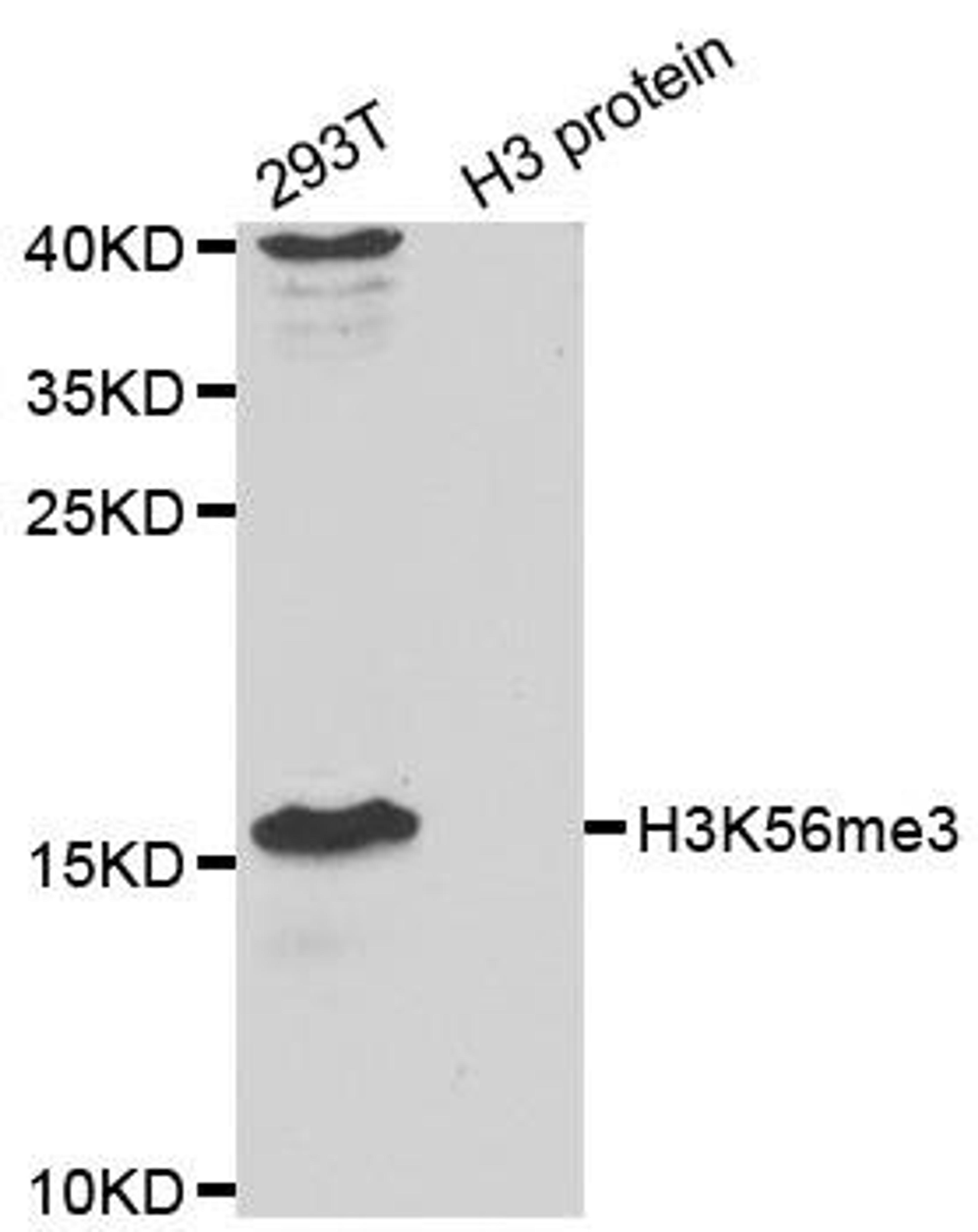 Western blot analysis of extracts of 293T cell line and H3 protein expressed in E.coli. using TriMethyl-Histone H3-K56 antibody