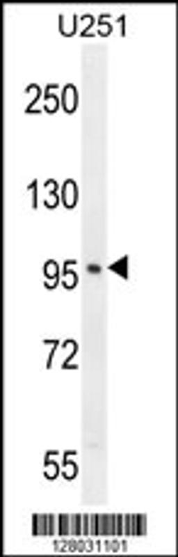 Western blot analysis in U251 cell line lysates (35ug/lane).