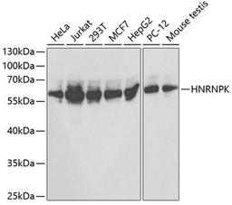 Western blot - HNRNPK antibody (A1701)