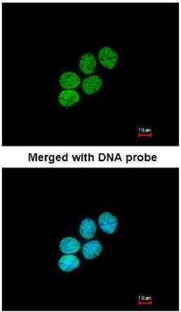 Immunocytochemistry/Immunofluorescence: Histone H3.3A Antibody [NBP1-33767] - Analysis of paraformaldehyde-fixed A431, using Histone H3.3B (NBP1-33767) antibody at 1:200 dilution.