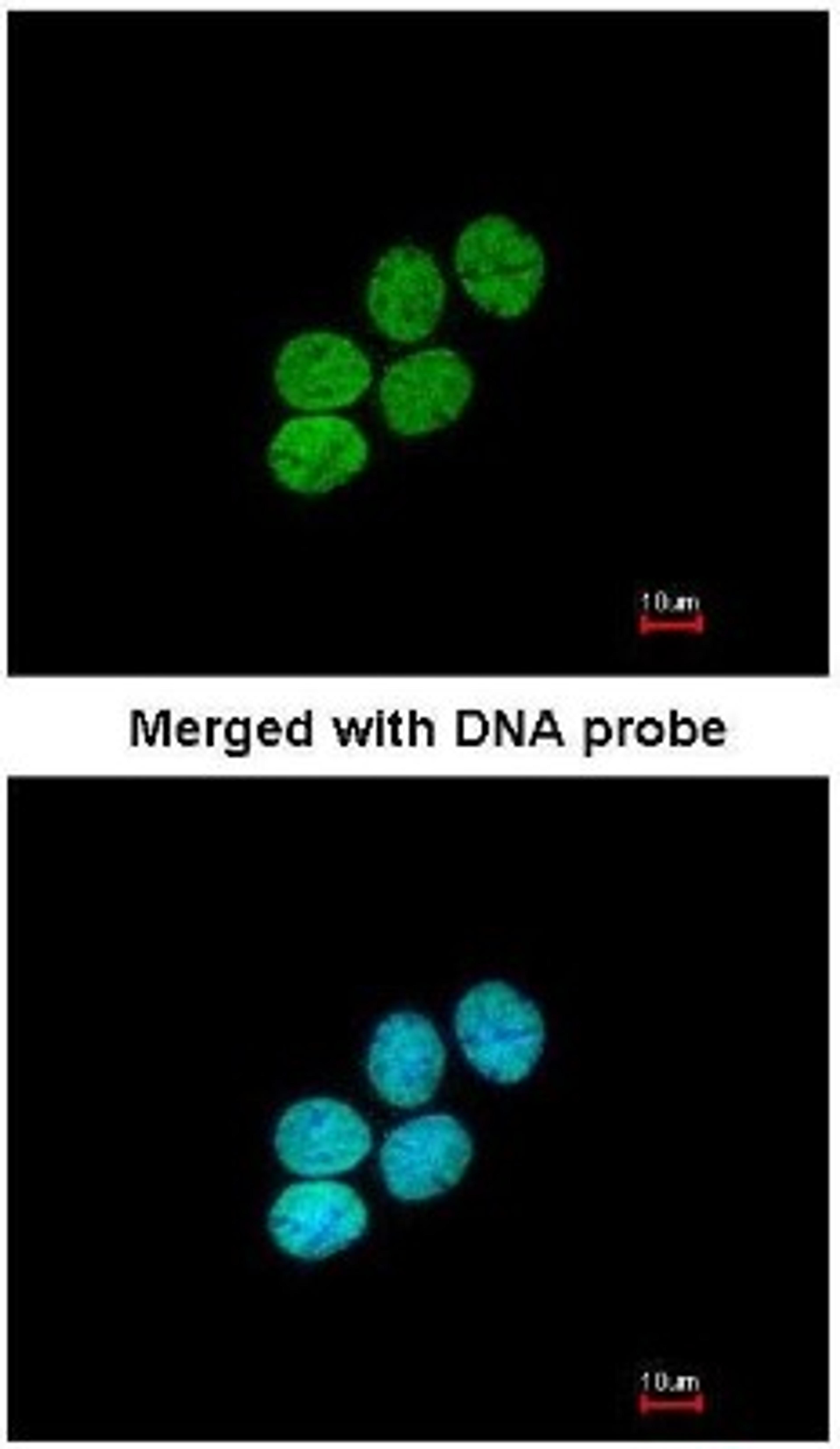 Immunocytochemistry/Immunofluorescence: Histone H3.3A Antibody [NBP1-33767] - Analysis of paraformaldehyde-fixed A431, using Histone H3.3B (NBP1-33767) antibody at 1:200 dilution.