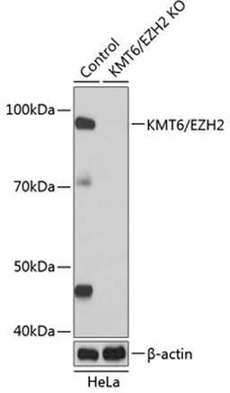 Western blot - KMT6 / EZH2 antibody (A19577)