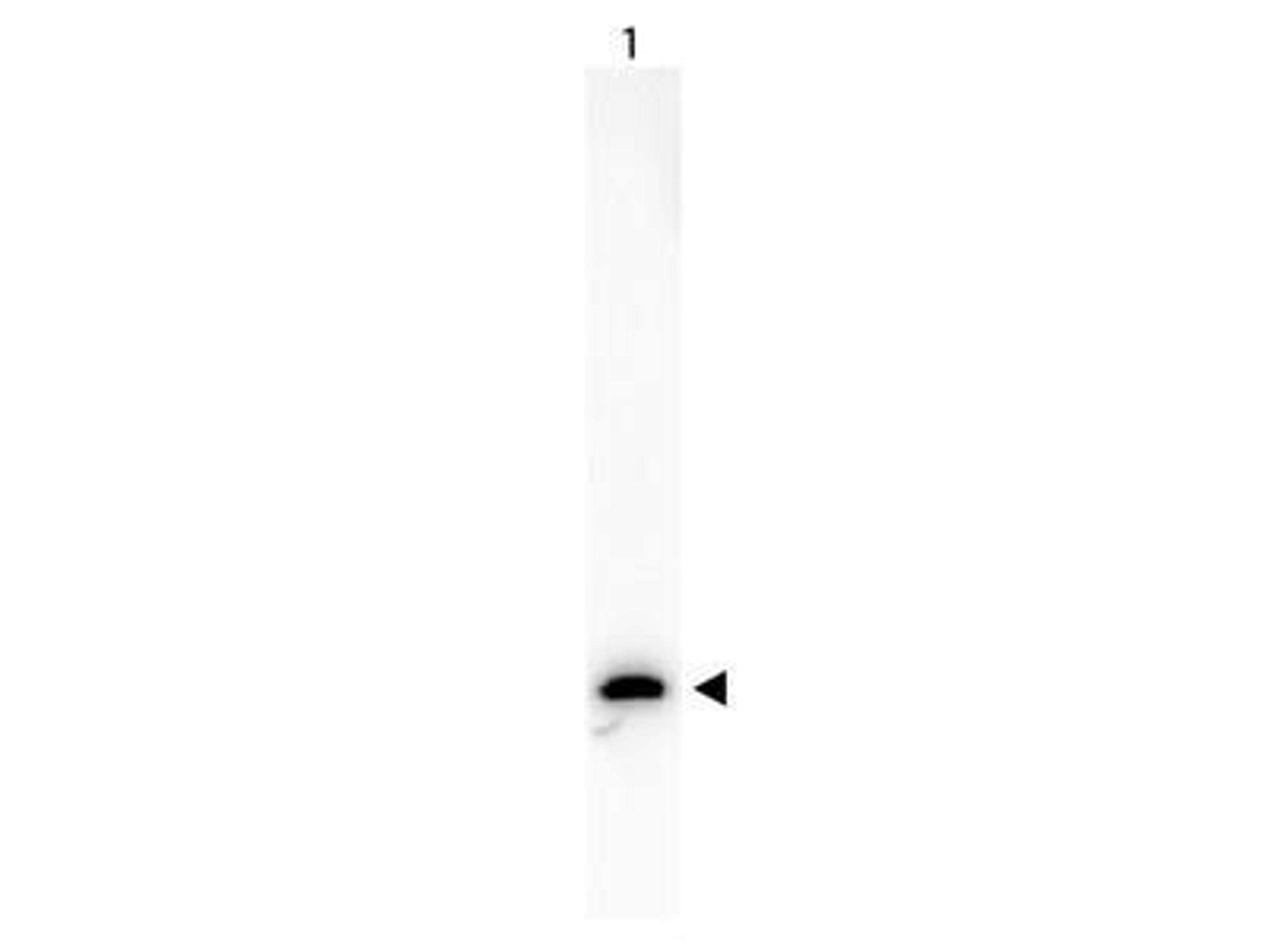 Western Blot: GFP Antibody (9F9.F9) [NB600-597] - Analysis using the Biotin conjugate of NB600-597. Detection of Green Fluorescent Protein. 50ng of GFP (Lane 1) was run on a 4-20% gel and transferred to 0.45 um nitrocellulose. After blocking with 5% Blotto 30 min at 20 degrees C, Anti-GFP (MOUSE) Monoclonal Antibody BIOTIN Conjugated secondary antibody.