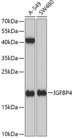 Western blot - IGFBP4 antibody (A2008)