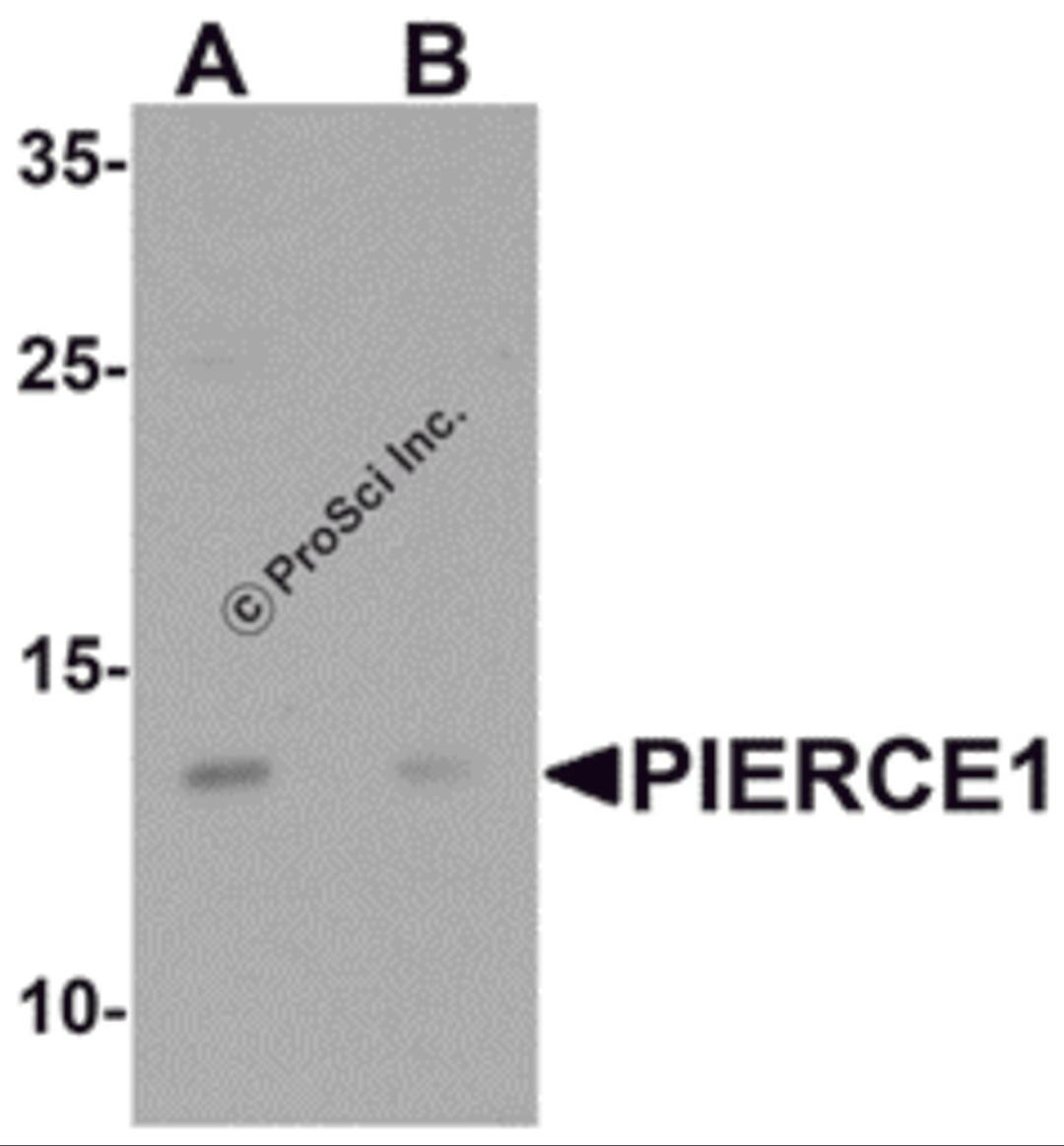 Western blot analysis of PIERCE1 in A20 cell lysate with PIERCE1 antibody at 1 μg/mL in (A) the absence and (B) the presence of blocking peptide.