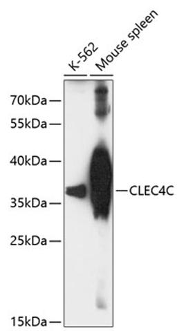 Western blot - CLEC4C antibody (A13702)