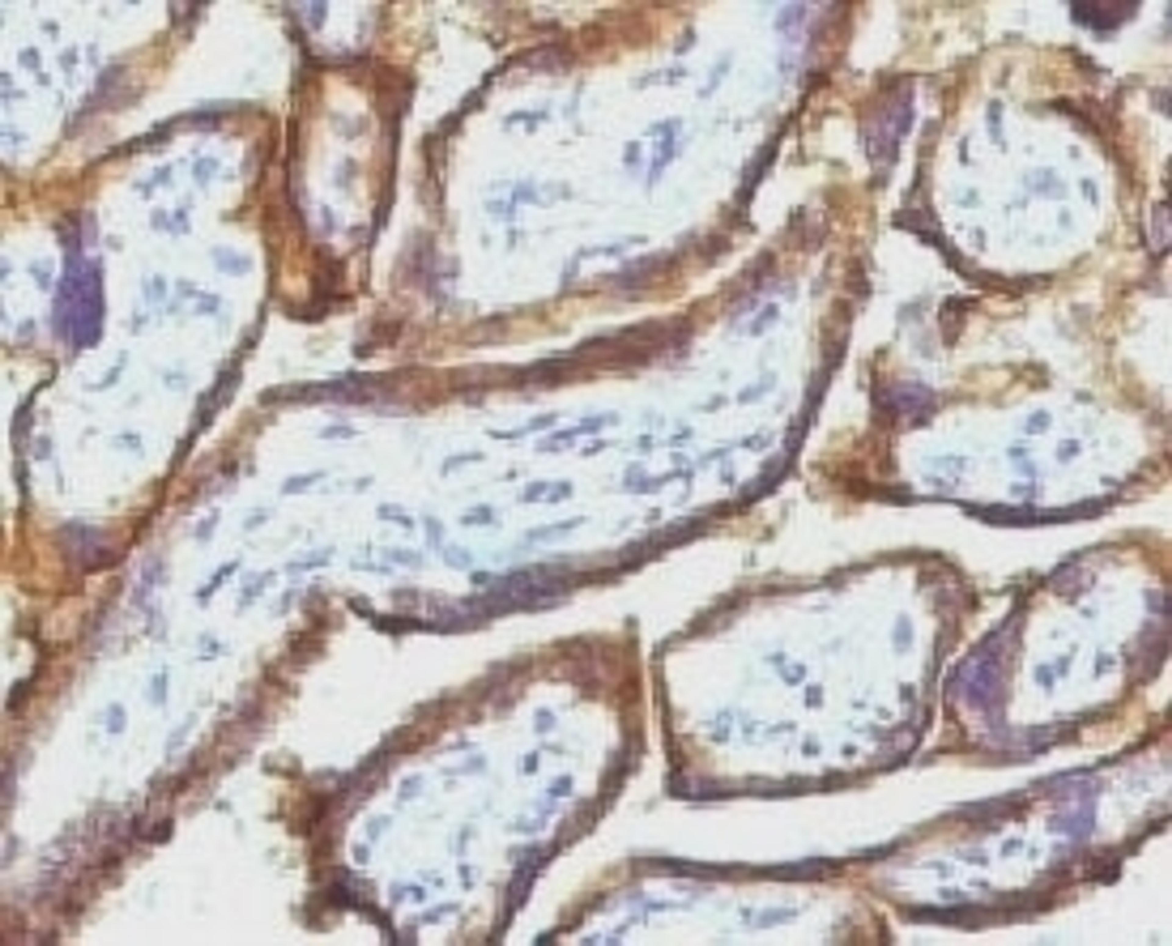 IHC testing of FFPE human placenta and EGFR antibody (ERB7-1).