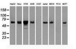 Western Blot: Chk2 Antibody (5C4) [NBP1-47695] Analysis of extracts (35ug) from 9 different cell lines by usin g anti-Chk2 monoclonal antibody (HepG2: human; HeLa: human; SVT2: mouse; A549: human; COS7: monkey; Jurkat: human; MDCK: canine; PC12: rat; MCF7: human).