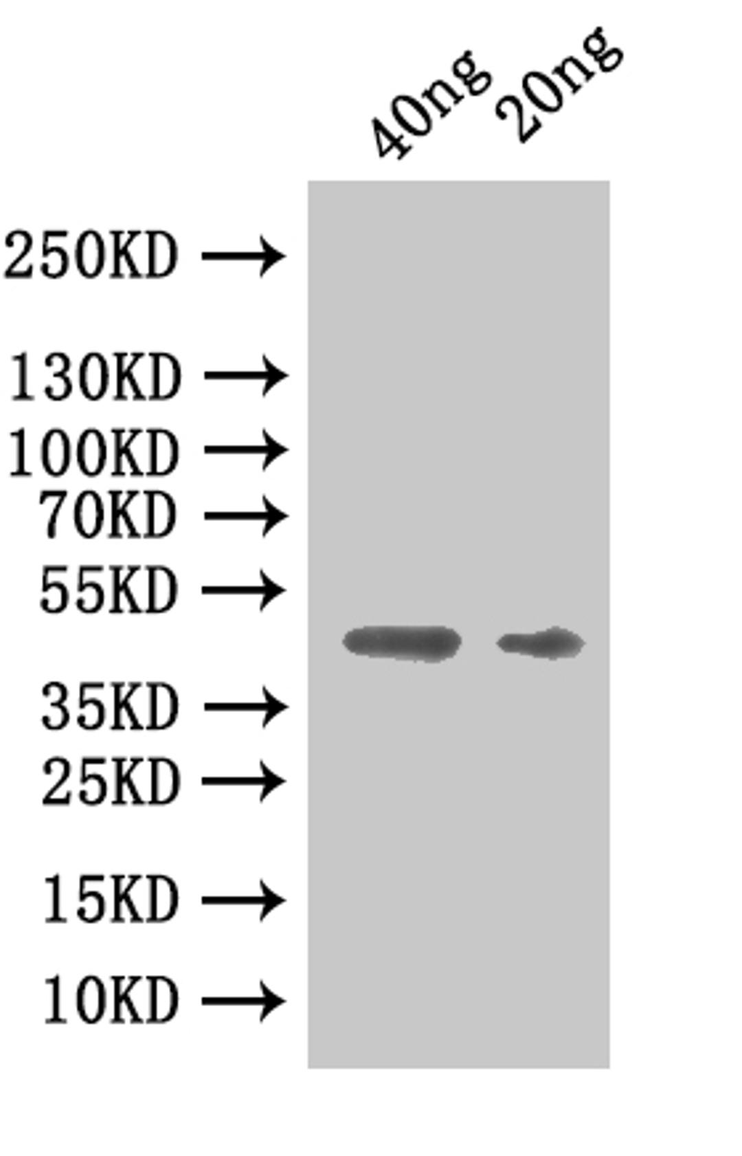 Western Blot. Positive WB detected in: recombinant protein. All lanes:CBO2730 Antibody at 1:1000. Secondary. Goat polyclonal to rabbit IgG at 1/50000 dilution. Predicted band size: 42.8 kDa. Observed band size: 46 kDa.