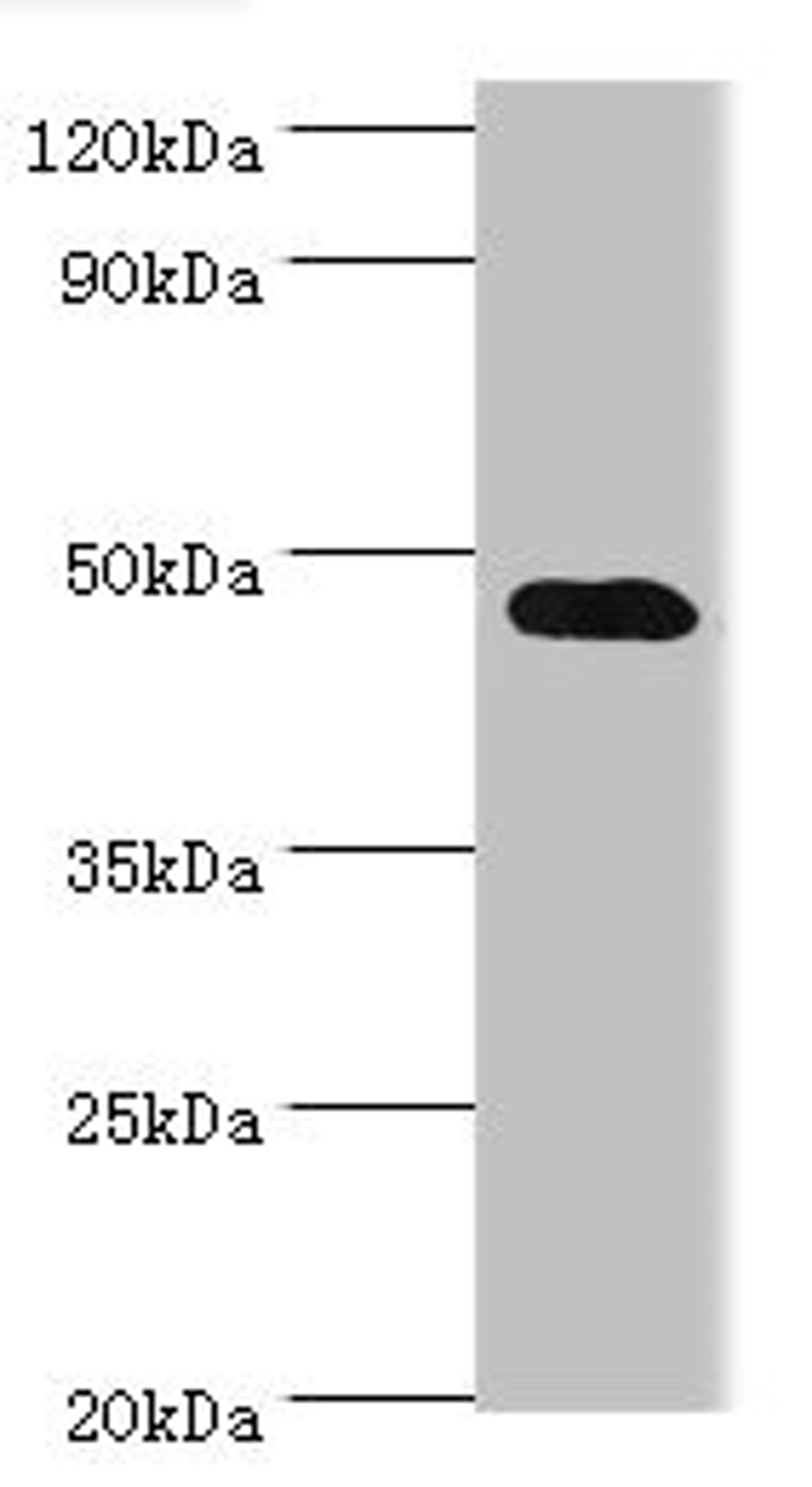 Western blot. All lanes: SYT4 antibody at 4ug/ml + Mouse brain tissue. Secondary. Goat polyclonal to rabbit IgG at 1/10000 dilution. Predicted band size: 48, 47 kDa. Observed band size: 48 kDa. 
