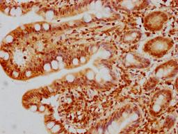 IHC image of CSB-PA010429PA44nhibHU diluted at 1:10 and staining in paraffin-embedded human small intestine tissue performed on a Leica BondTM system. After dewaxing and hydration, antigen retrieval was mediated by high pressure in a citrate buffer (pH 6.0). Section was blocked with 10% normal goat serum 30min at RT. Then primary antibody (1% BSA) was incubated at 4°C overnight. The primary is detected by a biotinylated secondary antibody and visualized using an HRP conjugated SP system.