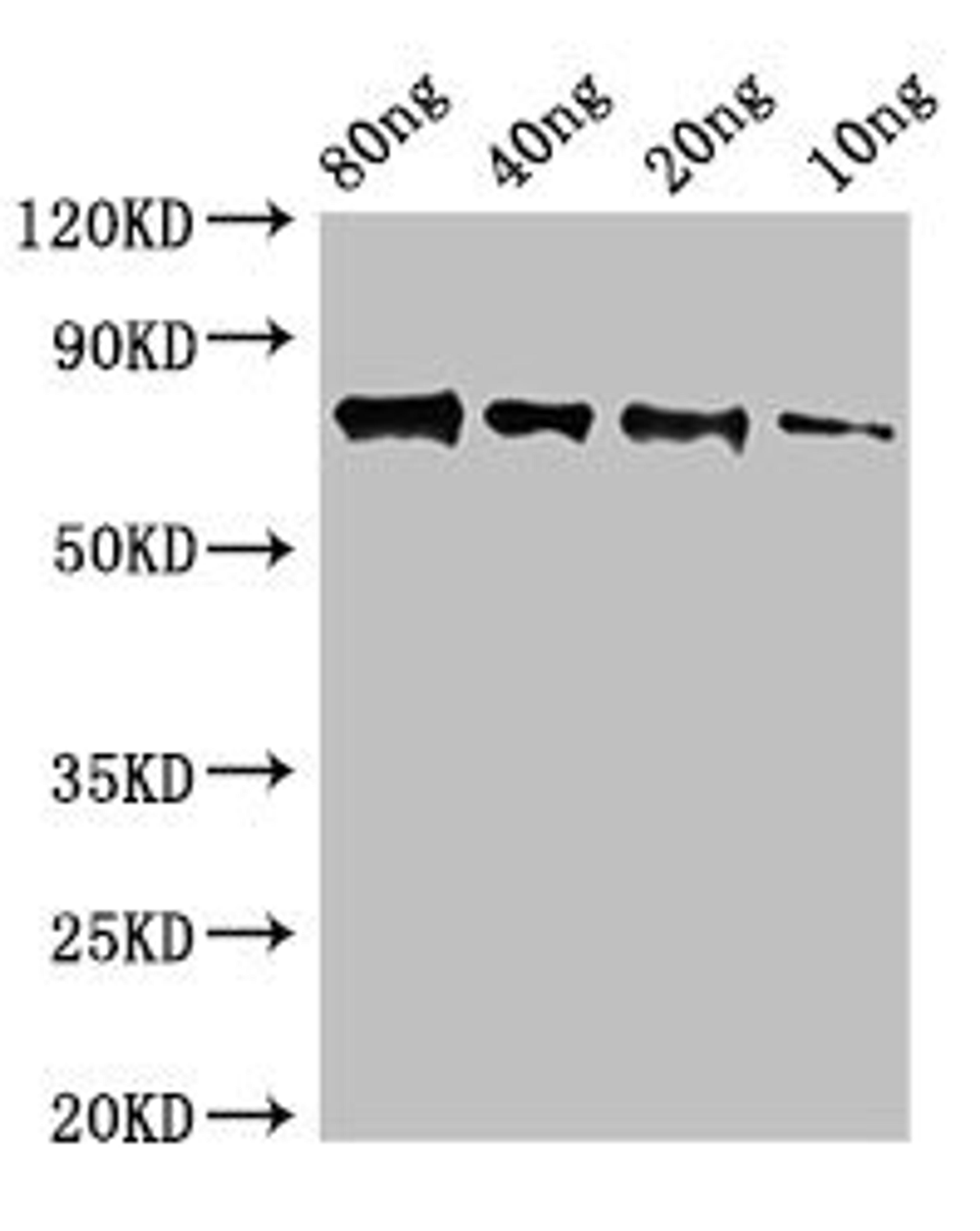 Western Blot. Positive WB detected in Recombinant protein. All lanes: SAP9 antibody at 2.5ug/ml. Secondary. Goat polyclonal to rabbit IgG at 1/50000 dilution. predicted band size: 75 kDa. observed band size: 75 kDa.