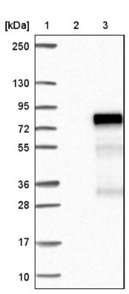 Western Blot: ZNF317 Antibody [NBP1-86220] - Lane 1: Marker [kDa] 250, 130, 95, 72, 55, 36, 28, 17, 10<br/>Lane 2: Negative control (vector only transfected HEK293T lysate)<br/>Lane 3: Over-expression lysate (Co-expressed with a C-terminal myc-DDK tag (~3.1 kDa) in mammalian HEK293T cells, LY412229)