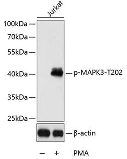 Western blot - Phospho-MAPK3-T202 antibody (AP0234)