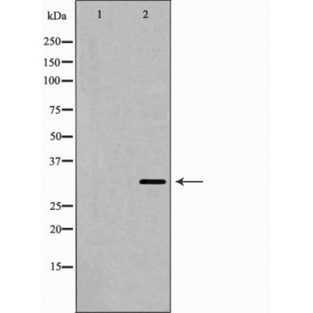 Western blot analysis of 293 cell using FAS ligand antibody