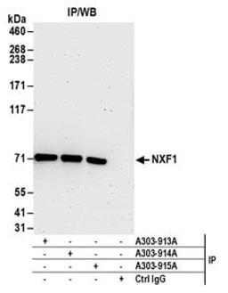 Detection of human NXF1 by western blot of immunoprecipitates.