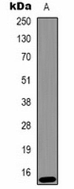 Western blot analysis of  Hela (Lane1) whole cell lysates using Histone H2A.X (Phospho-Y142) antibody