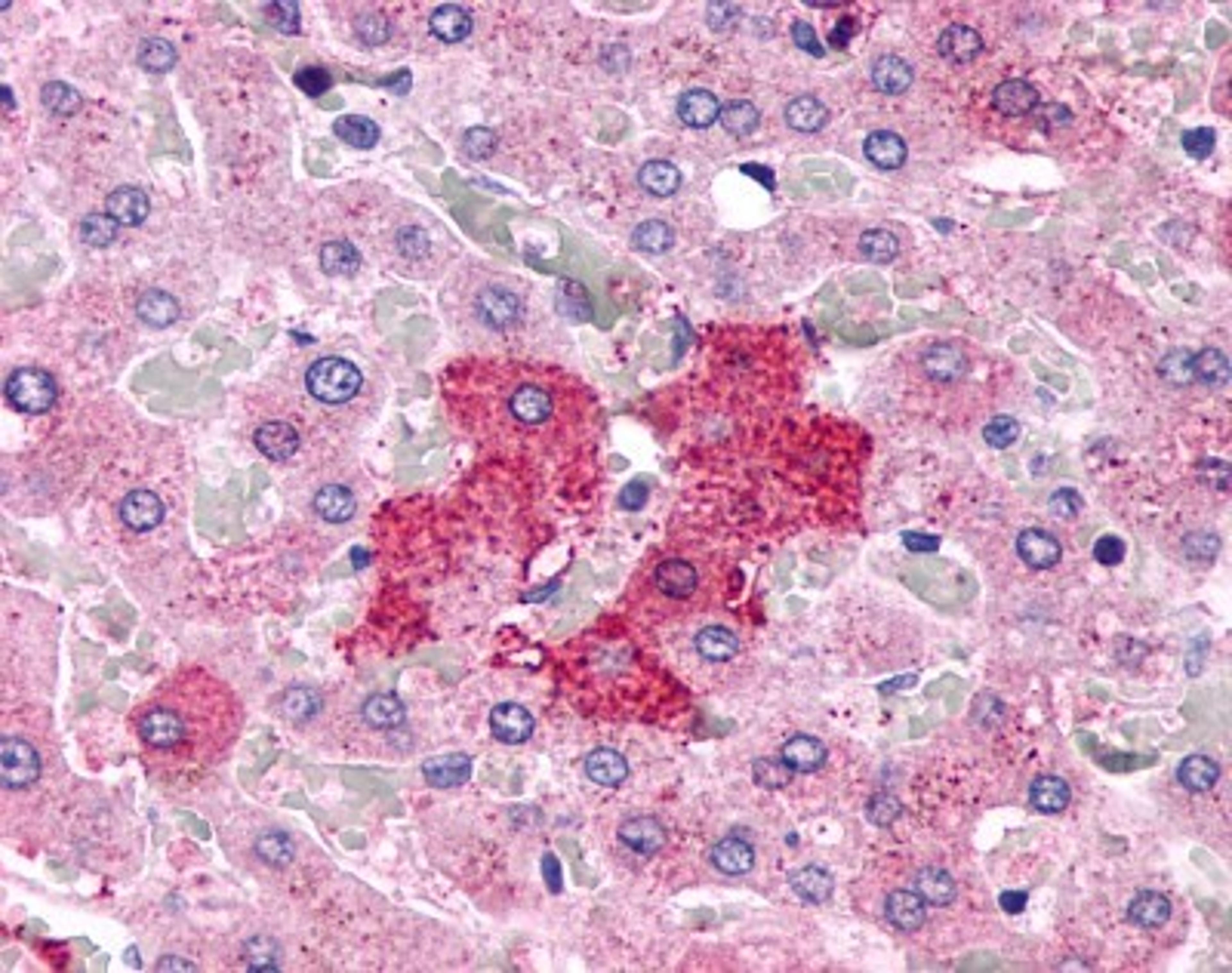 Immunohistochemistry-Paraffin: GPR153 Antibody [NLS2032] - Analysis of anti-GPR153 antibody with human liver, hepatocytes at 12 ug/ml.