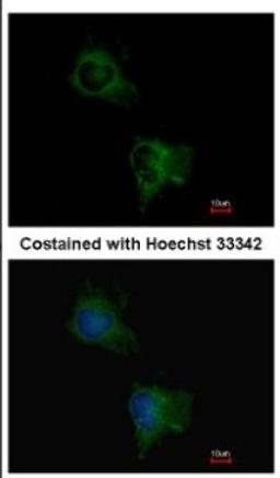 Immunocytochemistry/Immunofluorescence: TAS1R1 Antibody [NBP2-20571] - Immunofluorescence analysis of methanol-fixed HeLa, using antibody at 1:200 dilution.