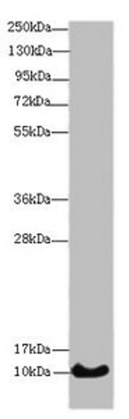 Western blot. All lanes: HIST1H4A antibody at 14 ug/ml + Mouse thymus tissue. Secondary. Goat polyclonal to rabbit IgG at 1/10000 dilution. Predicted band size: 11 kDa. Observed band size: 11 kDa.