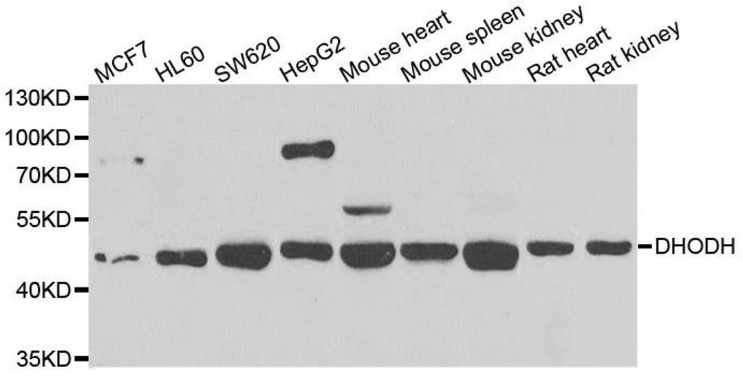 Western blot analysis of extracts of various cell lines using DHODH antibody